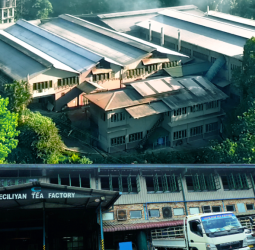 Ceciliyan Tea Factory records massive 3.8 million Kg sales in 2023